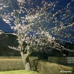 御料理 寺沢 - 店近くの公園の桜