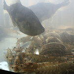 幸せ立ち呑み 夢ごりら - 