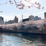 Noge Kushi Bee - 大岡川の桜