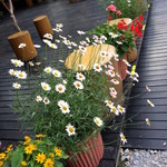 トラットリア プリモ - 