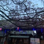 神戸屋レストラン - 国領神社の千年藤①