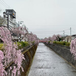 中華蕎麦 春馬 - 倉津川の枝垂れ桜