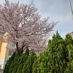 四季 武むら - 街中〜自宅に向かう途中の桜①
