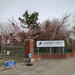 四季 武むら - お店〜街中に向かう途中の桜①