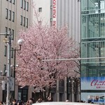 四季 武むら - 街中の桜。ガラスの反射もあって早咲き満開なのかな。