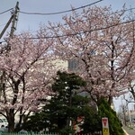 四季 武むら - 街中〜自宅に向かう途中の桜②　凸版印刷の敷地角。電柱／電線が・・・ねぇ。