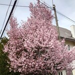 四季 武むら - オヤジが早咲き開花を確認する桜。イオン桑園の南側です。コチラは、もう満開と言っても良いですね。