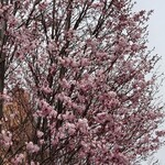 四季 武むら - お店〜街中に向かう途中の桜②　エゾヤマザクラは、こんな感じで咲きます。