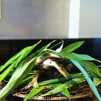 祇をん 豆寅 祇園店 - 
