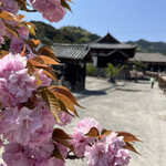 薬庵 - 當麻寺の八重桜が満開です