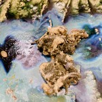 うを徳 - 三河産　新鳥貝　肝