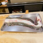 うを徳 - 児島湾産　初物　天然鰻