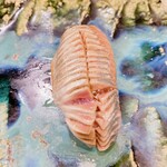 うを徳 - イワシ