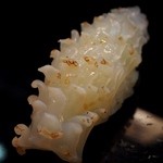 鮨　大和 - ヤリイカ 松笠