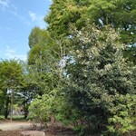 BISTY - 店の前は木を残してます。新緑は綺麗ね♬