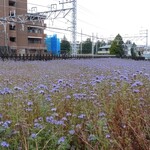 ガリレオ 八兵衛 - 咲き誇ってる