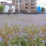 ガリレオ 八兵衛 - 上から見たら綺麗だろうな～