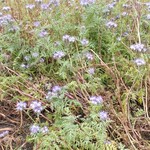 ガリレオ 八兵衛 - 君の名は？