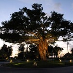 ザ・ブセナテラス - 