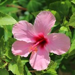 ザ・ブセナテラス - 