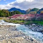 勝縁 - 花桃の里　五分咲き