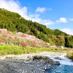 勝縁 - 花桃の里　五分咲き