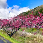 勝縁 - 花桃の里