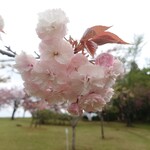Marushin Doraibuin - 八重桜綺麗でした♪