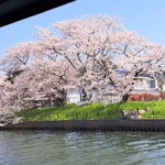 松月 - 途中の風景。桜が満開だった。