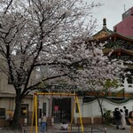 Chuugoku Kanton Ryouri Koushinrou - 山下町公園の桜