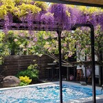 スターバックス・コーヒー - 藤棚の奥にはピンクの花も満開でした