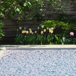 スターバックス・コーヒー - プールには桜の花びらと、プールサイドにはチューリップが。