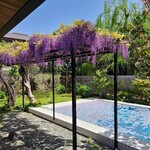 スターバックス・コーヒー - 店内から見ると一枚の絵に見える庭