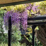 スターバックス・コーヒー - ちょうど藤の花がたわわでした