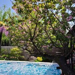 スターバックス・コーヒー - 桜の木