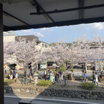 BANYAN TREE COFFE HOUSE - 八幡宮参道の桜並木