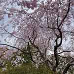 西山艸堂 - お庭の枝垂れ桜。満開でした。