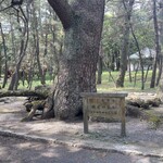 Fukuden - 根上がり黒松　樹齢400年お元気ですか〜？(*´∀｀*)