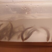 日本料理 かしづき - 活き稚鮎　