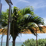 島野菜カフェ Re:Hellow BEACH - 座った席からの景色