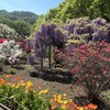 あしかがフラワーパーク