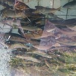 美加登家 - 表通りに面した水槽におびただしい数の鮎