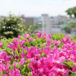 蕎遊庵 - お店のつつじｗ