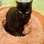 保護猫カフェmataxtabi - ニッカ「あそんでくれニャいの？」