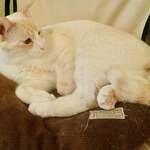 保護猫カフェmataxtabi - こつ「ねるからそっとしてニャ」