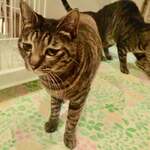 保護猫カフェmataxtabi - 琴「おんちゃのひざでまるまらせてニャン」