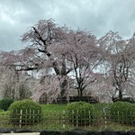 鍵善良房 - 円山公園　枝垂れ桜満開でした