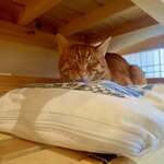 保護猫カフェmataxtabi - ボンボン「ここならニンゲンにさわられずにすむのニャ」