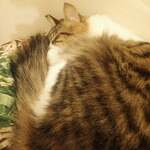 保護猫カフェmataxtabi - アダム「うにゃうにゃzzz・・・」