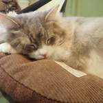 保護猫カフェmataxtabi - アンテナ「なにかちかづいてるけど、ねるニャ」